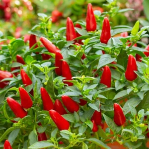 30+ SMALL RED CHILI HOT PEPPER SEEDS NON-GMO FRESH FOR YOUR GARDEN - Picture 1 of 10