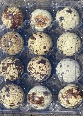 12 ovos de codorna ocos - cascas de ovo sopradas à mão para artesanato **FRETE GRÁTIS** - Imagem 1 de 3