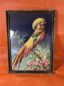 Framed Vintage colorful bird print by Carlos, made in Switzerland - Picture 1 of 11
