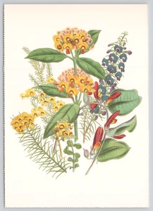 Postcard Oxylobium Ladies Flower Garden of Ornamental Greenhouse Plants 1995 - Imagen 1 de 2