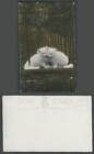 2 Little Persian Cats Kittens on Swing Hold Tight Cat Kitten Old Colour Postcard