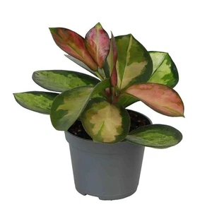 Hoya Carnosa tricolor Ø6 Planta interior suculenta colgante Flor cera - Imagen 1 de 1