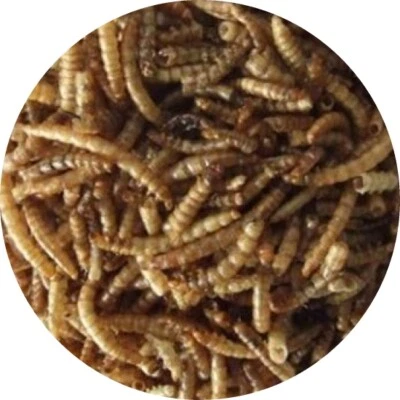 FISCHFUTTERTREFF Mehlwürmer getrocknet Reptilienfutter Fischfutter Teichfutter Schildkröten 1 kg