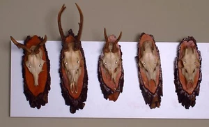 5 Rehgehörne auf Trophäenbrett zum Basteln und Dekorieren - Bild 1 von 3