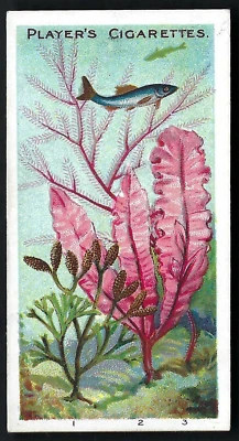 PLAYER - WONDERS OF THE DEEP - #17 SEA WEEDS - Image 1 of 2