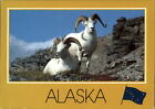 Dall Sheep Rams Alaska ~ State flag ~ postcard  sku513