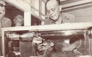 Man Feeding Baby Tiger in Lincoln Park Zoo Chicago Animal Postcard - Picture 1 of 2