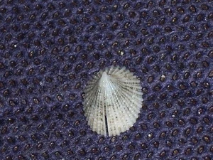 EMARGINULA FISSURA MONSTER - Picture 1 of 3