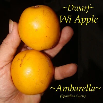 ~AMBARELLA~ Spondias dulcis WI APPLE fruiting tree JUNE PLUM 2-3 Ft Plant - Image 1 of 4