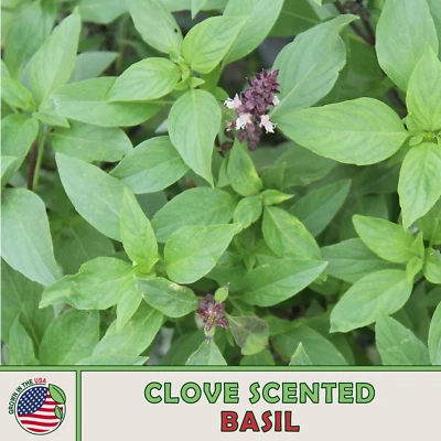 500 Clove Scented Basil Seeds, Ocimum basilicum, Culinary Herb, Genuine USA - Image 1 of 2