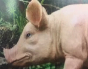 British Pink Pig Garden Kitchen Statue Ornament - Picture 1 of 2