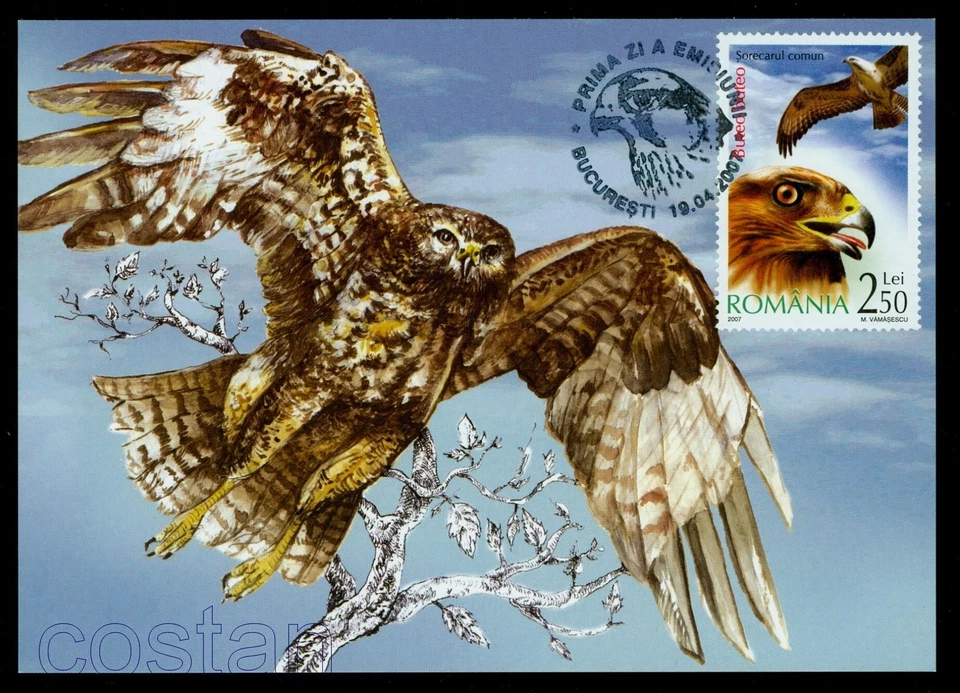2007 Bird of Prey,Common Buzard,Hawk,Buteo buteo,Raubvögel,Romania,FDC Maxi card - Image 1 of 1