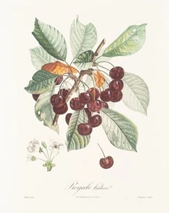 P. TURPIN (1775-1840), Kirschen. Botanische Illustration, nach 1850, Reproduktio - Picture 1 of 5