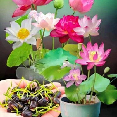 30pcs Mixed Color The Sacred Bonsai Lotus Flower Seeds Home Garden Decoration - Image 1 of 4