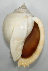 CASSIS GLAUCUM 93.14mm BEAUTIFUL RARE SPECIMEN off Mombasa, Kenya - Picture 1 of 2