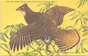 Linen Post Card Ruffed Grouse State Game Bird of Pennsylvania 1940s
