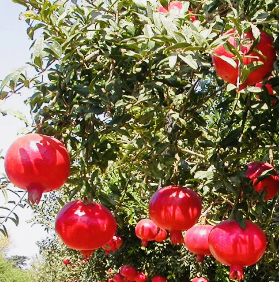 2" POT V SWEET WONDERFUL POMEGRANATE TREE BEST GIFT LIVE PLANT FRESH GUARANTEED - Image 1 of 3