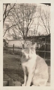 Schnappschuss Vintage Foto Tabby Katze Kätzchen schielend verschwommen Zaun künstlerisch süß - Bild 1 von 5