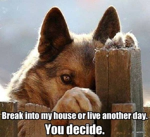 German shepherd  refrigerator magnet 3 1/2 x 3 1/2 " - Picture 1 of 1