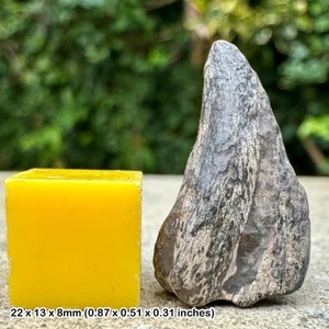 Authentic theropod dinosaur claw fossil (undescribed) cretaceous tiouraren - Picture 1 of 2