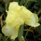 Iris germanica Lemon Ice  bareroot - bearded iris