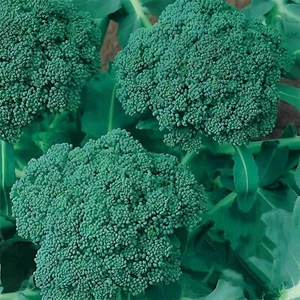 300 Waltham 29 Broccoli Seeds, NON-GMO, Easy to Grow, High Yields, FREE SHIPPING - Picture 1 of 2