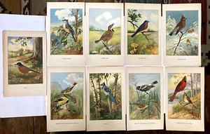 Vintage book pages color lithos song birds illustrated R.E. Todhunter 1920's - Picture 1 of 19