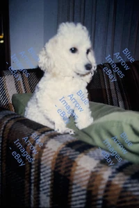 70er 80er Jahre 35mm Dias 18x Hund süßer weißer Pudel #2523 - Bild 1 von 18