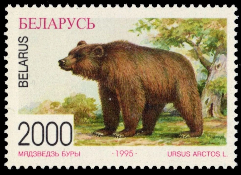 BELORRÚSSIA 131 - Vida selvagem ameaçada "urso marrom europeu" (pb77977) - Imagem 1 de 1