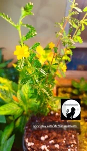 Damiana turnera diffusa Live Plant Cutting SMALL LEAF Rare Rooted - Picture 1 of 5