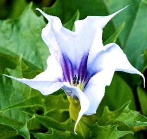 20 Samen Datura,Stechapfel,lila weiss, - Bild 1 von 3