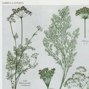 Silaus Ligusticum Athamanta -- Pl 225 - Plante Flore - Gravure de presse 1930 - Picture 1 of 2