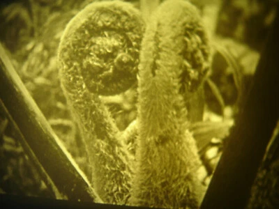 16mm Soviete Educational  " Savannas and equatorial forests " Film B/W Movie bw  - Image 1 of 4