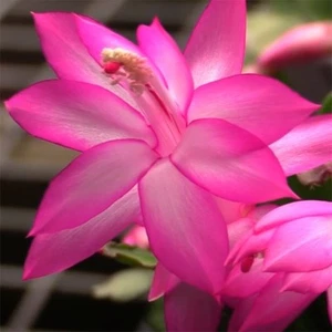 Christmas Cactus PINK CORAL Schlumbergera Cutting for Planting 8cm UK ORGANIC - Picture 1 of 1