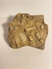Fossile crinoïde du Mississippi moyenne/petite assiette calcaire Pitkin Arkansas rare trouvaille