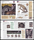 Fold-Out Sheet - Large-Spotted Genet - 118