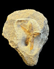 Top Quality Brittle Starfish Fossil On Matrix (Ordovician 488 - 433 Million Yrs)