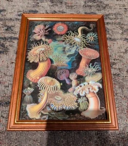 Gerahmter Ernst Haeckel Kunstdruck. Seeanemonen Zoologische Antike Illustration - Bild 1 von 7