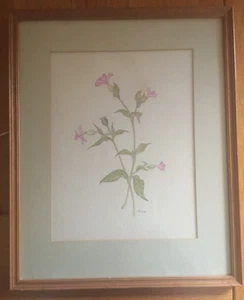 Vintage Framed Watercolour – Pink Evening Primrose – Signed I Pitcher – Botany - Picture 1 of 10
