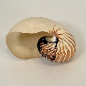 Natural Nautilus Seashell Nautilus Pompilius Shell Approx. 4.5 inches - Picture 1 of 8
