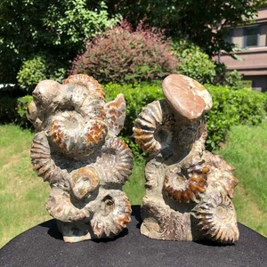 2 piezas 2860G Natural Hermoso Fósil Caracola Cristal Espécimen 1533 - Imagen 1 de 19