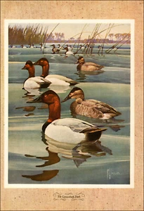 1946 Impresión De Colección Lienzo Pato Patos Caza Caza Juego Pájaros Aves Exterior - Imagen 1 de 3