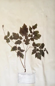 Botánica - Placa Herbario S.XIX - Hierbas Secas - Actéacées - Imagen 1 de 3