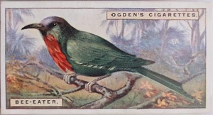 Single No.3 BEE EATER - FOREIGN BIRDS - Ogdens Ltd 1924 - Picture 1 of 1