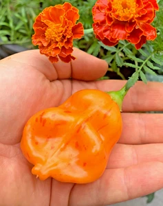 Chilisamen 🌶️ Chili ZEBRANGE 🦓 10+ Samen - mittelscharf & wunderschön - Bild 1 von 4
