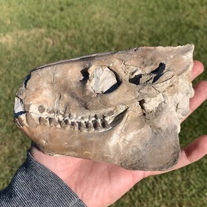 Fossil Oreodont Skull, Merycoidodon, White River Badlands, Nebraska - Picture 1 of 13