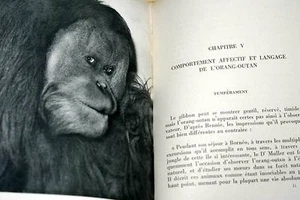 GROSSE AFFEN-ORANG OUTANG-YERKES-SZENEN AUS DEM LEBEN DER BETEN-1951-ILLUSTRIERT - Bild 1 von 1