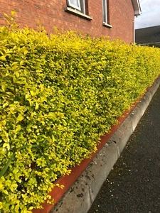10 Golden Privet Evergreen Hedging Plants Fast Growing Shrubs 30-45cm Potted - Picture 1 of 4