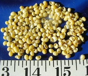 ~ Conchas de caracol ~ Amarillo ~ 100 Mini ~ Shellcraft ~ Conchas marinas ~ San Valentín de marinero ~ - Imagen 1 de 1