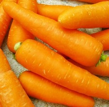 50 Rare Bright Yellow Carrot Seeds Daucus Carota Organic Vegetable C109